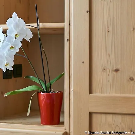 Daire White Lily